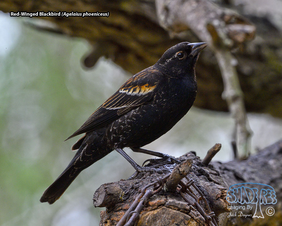 Red-Winged Blackbird - Agelaius phoeniceus