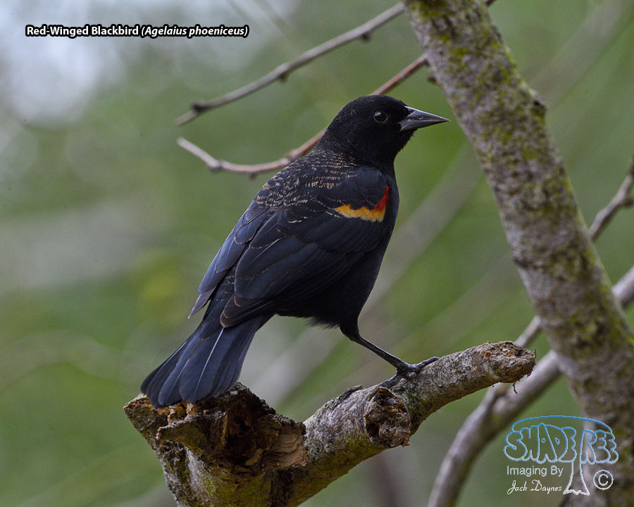 Red-Winged Blackbird - Agelaius phoeniceus
