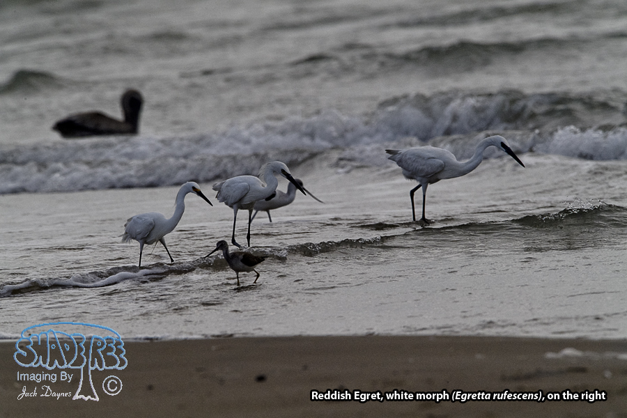 Reddish Egret - Egretta rufescens