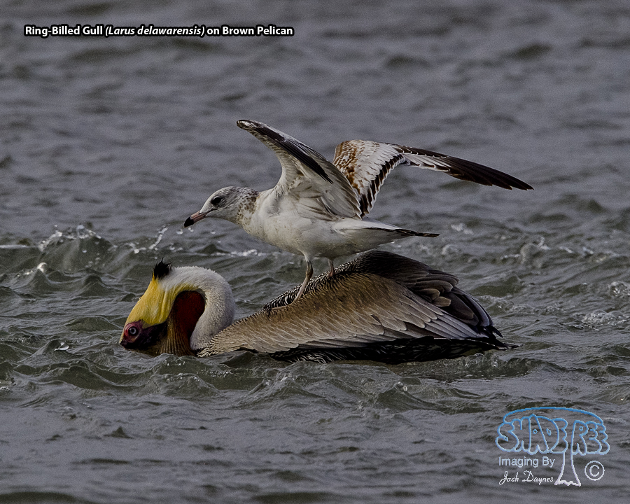 Ring-Billed Gull - Larus delawarensis