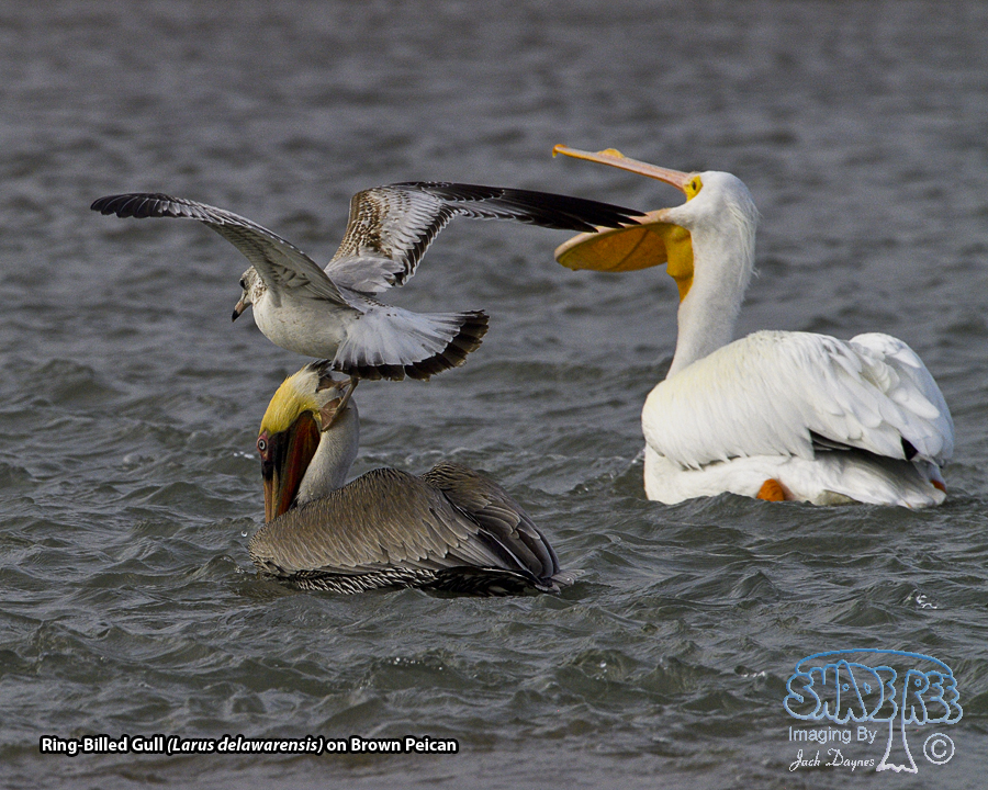 Ring-Billed Gull - Larus delawarensis
