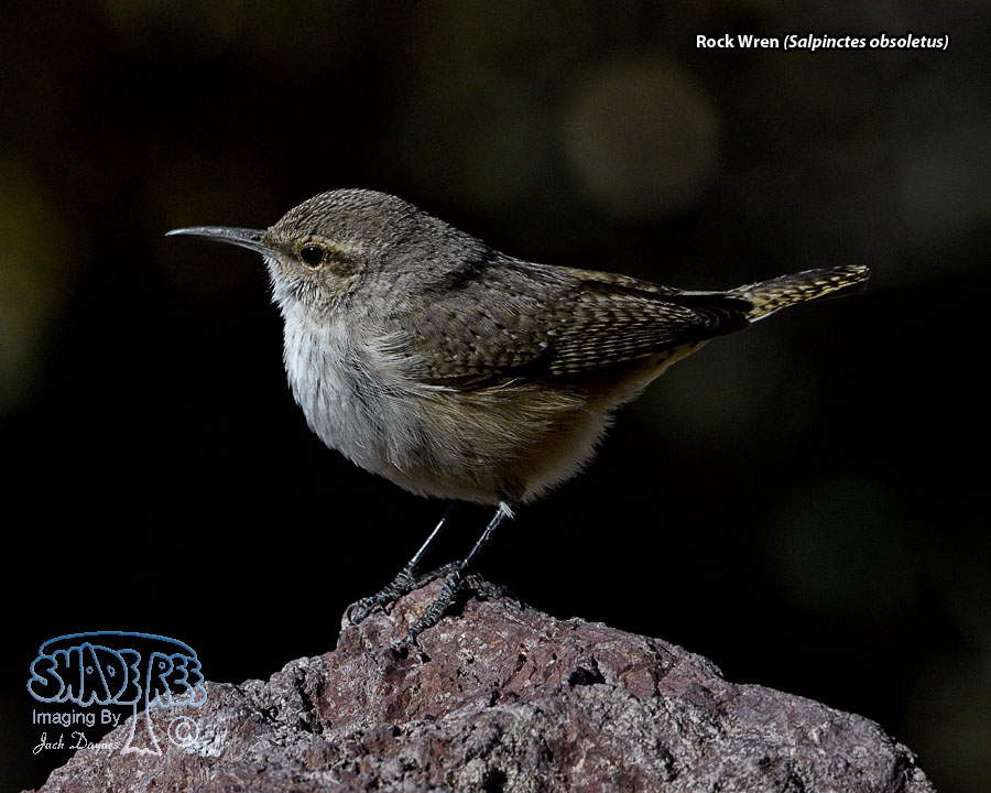 Rock Wren - Salpinctes obsoletus