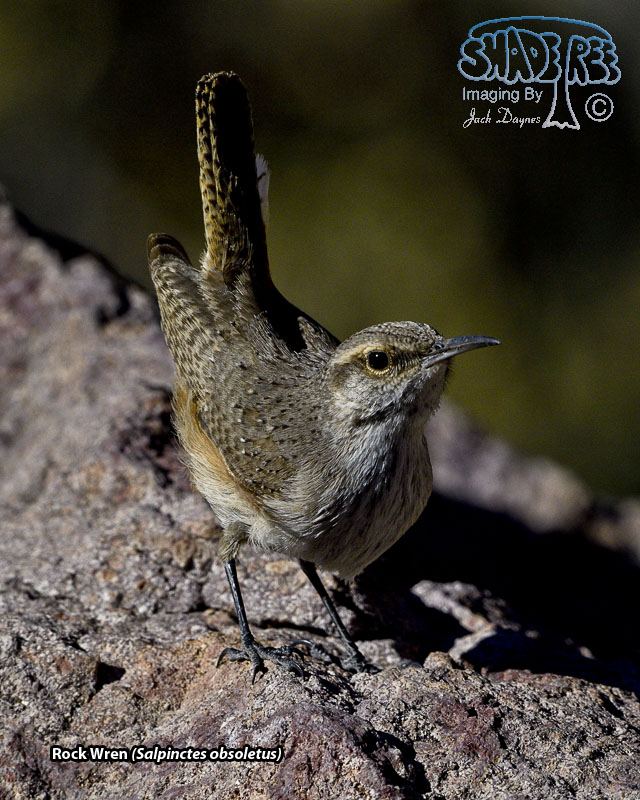 Rock Wren - Salpinctes obsoletus