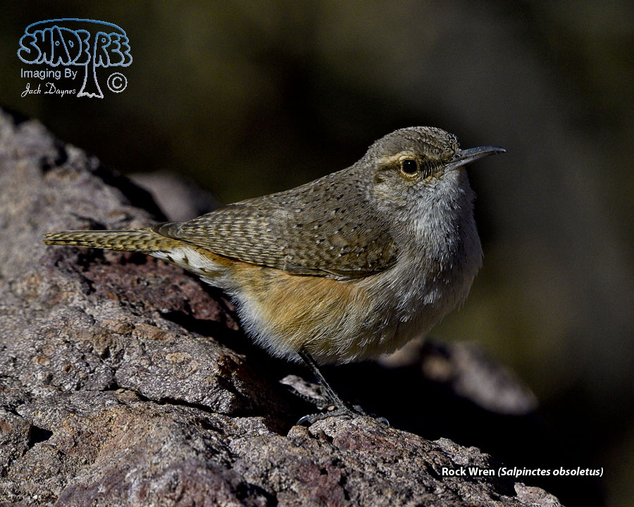 Rock Wren - Salpinctes obsoletus