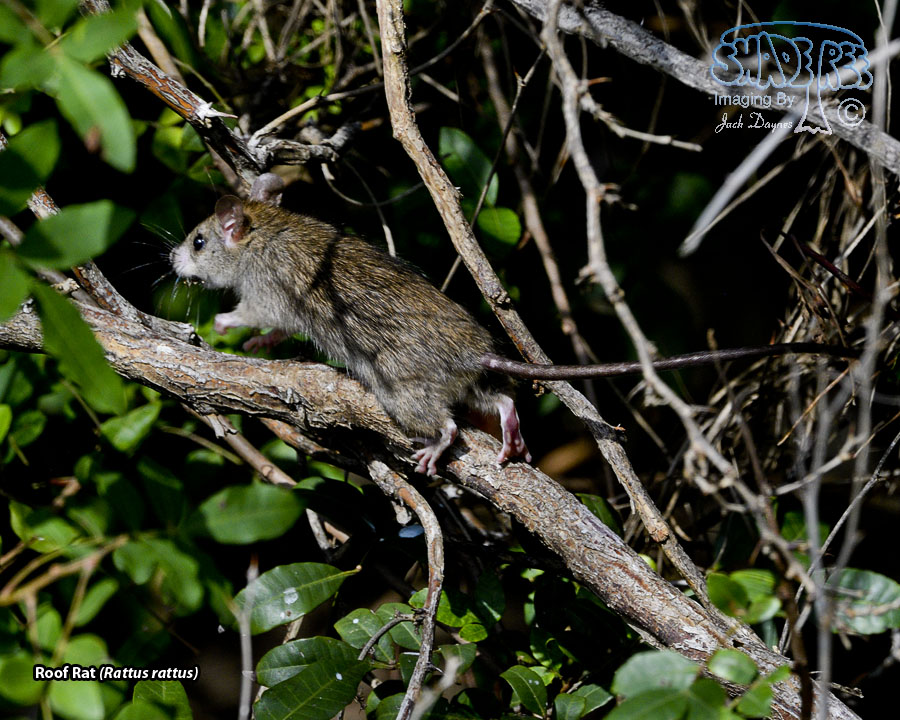 Roof Rat - Rattus rattus