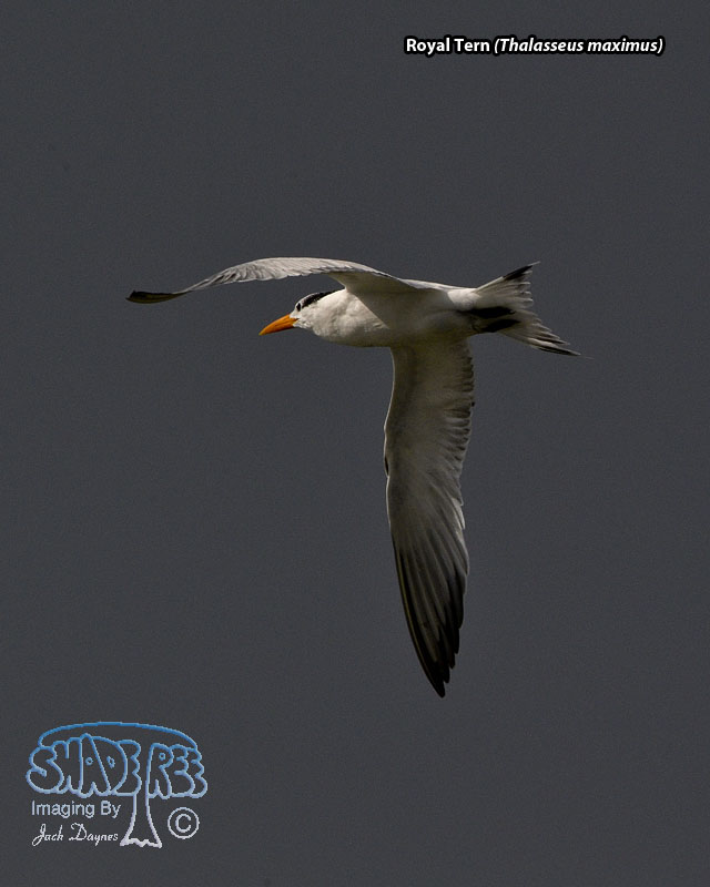 Royal Tern - Thalasseus maximus