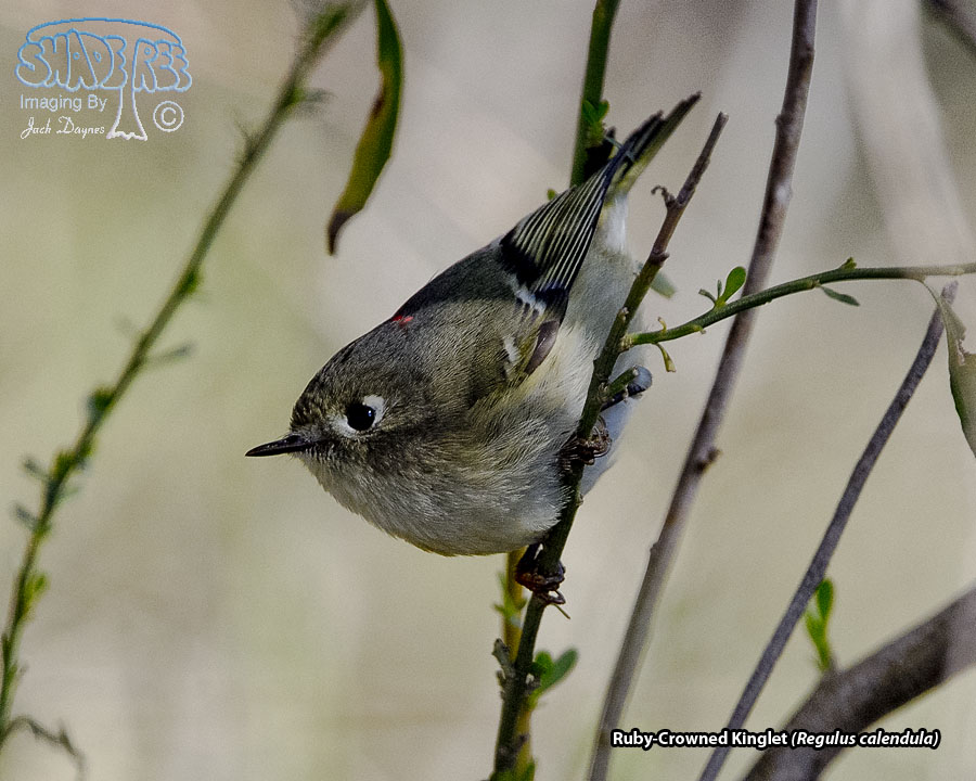 Ruby-Crowned Kinglet - Regulus calendula