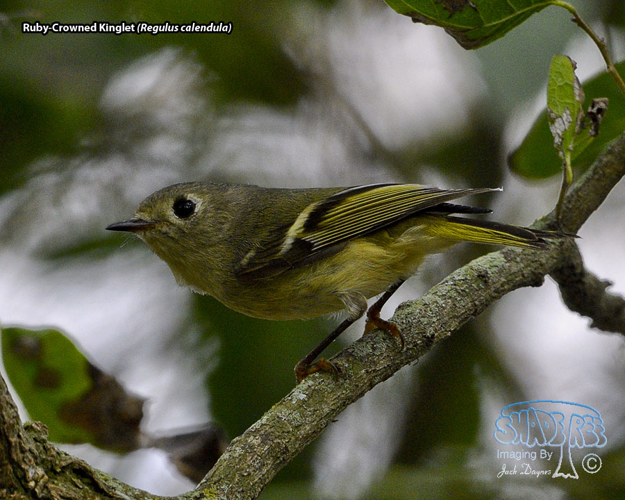 Ruby-Crowned Kinglet - Regulus calendula