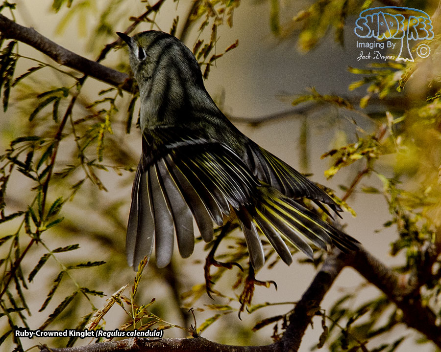 Ruby-Crowned Kinglet - Regulus calendula
