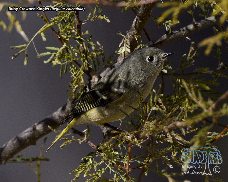 Ruby-Crowned Kinglet - Regulus calendula
