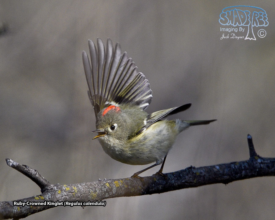 Ruby-Crowned Kinglet - Regulus calendula