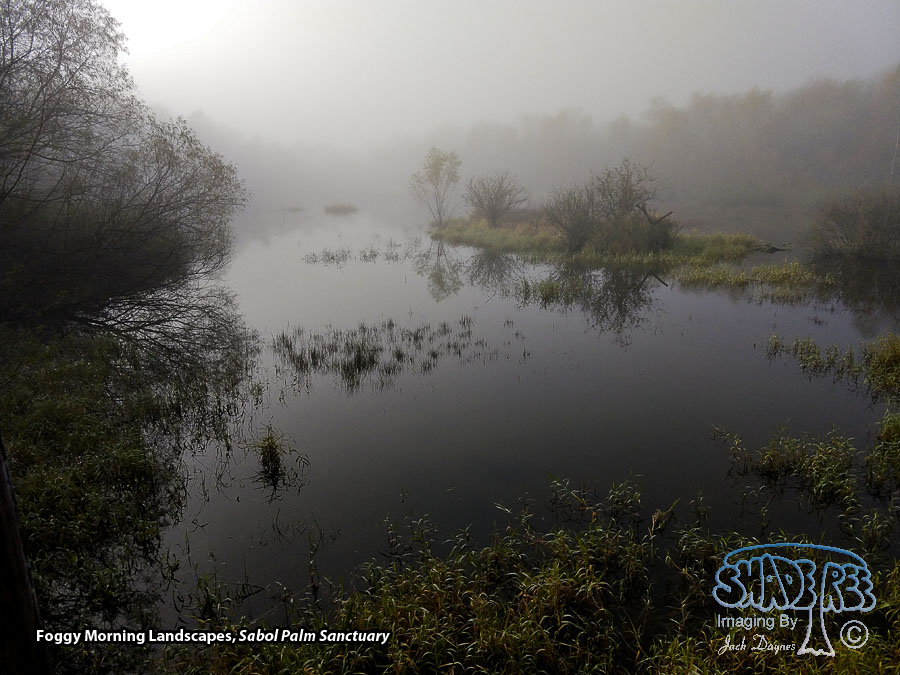 Foggy Scenes - Scenery