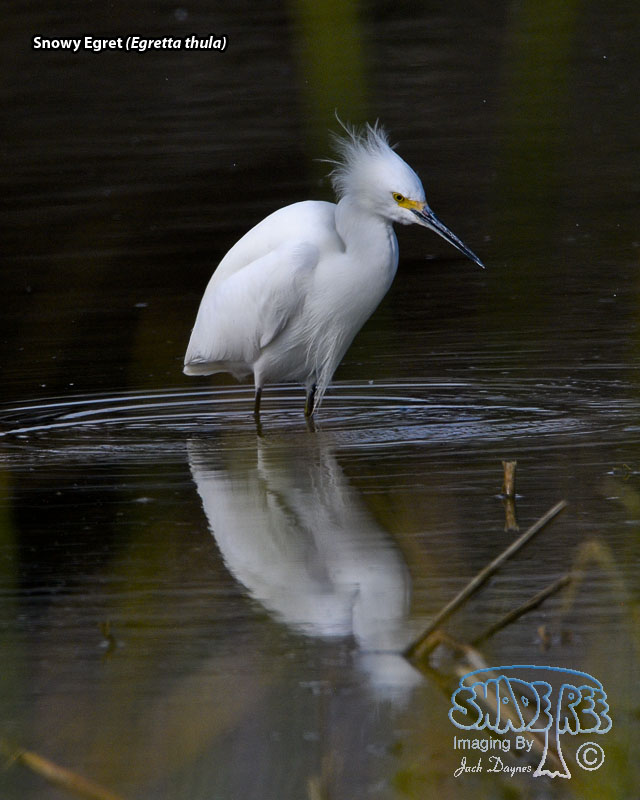Snowy Egret - Egretta thula