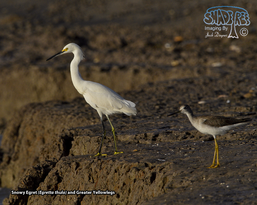 Snowy Egret - Egretta thula