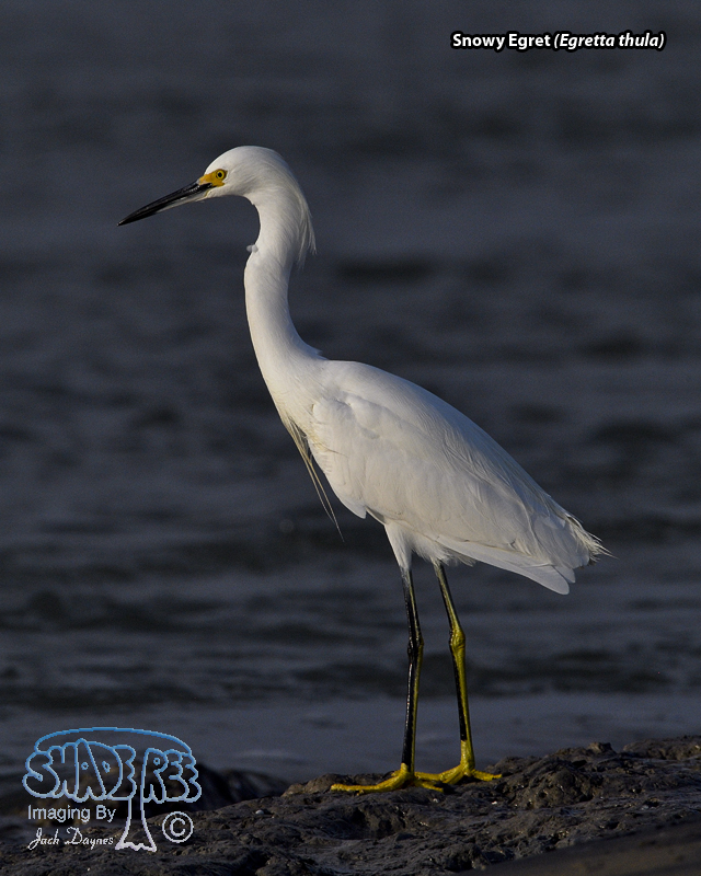 Snowy Egret - Egretta thula