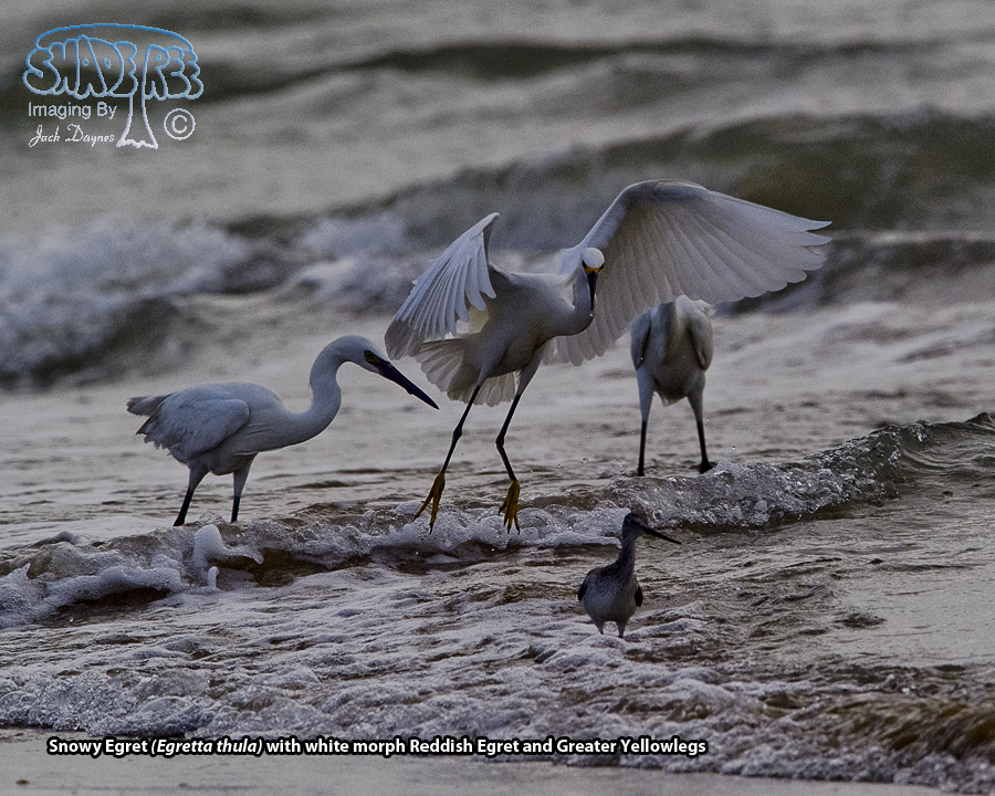 Snowy Egret - Egretta thula