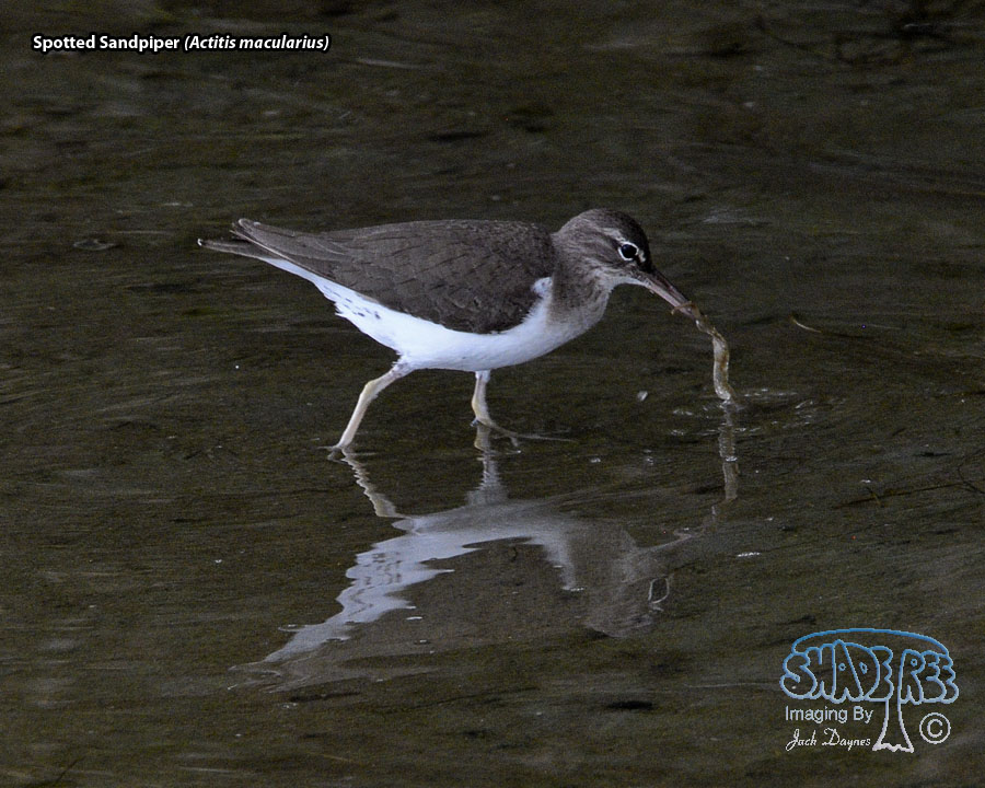 Spotted Sandpiper - Actitis macularius