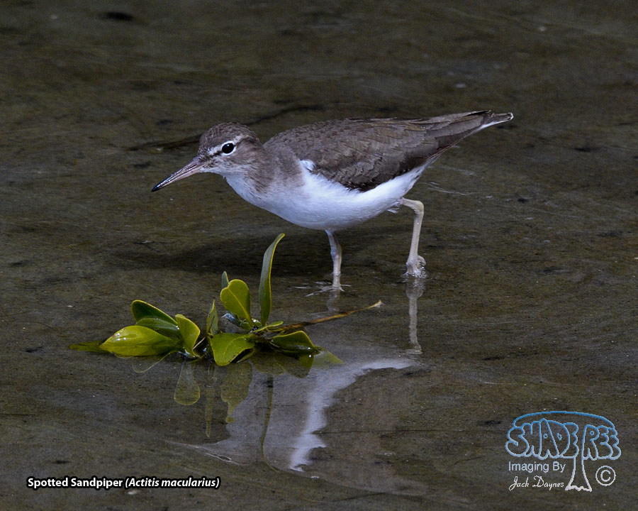 Spotted Sandpiper - Actitis macularius