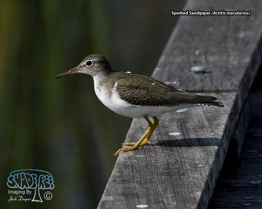 Spotted Sandpiper - Actitis macularius