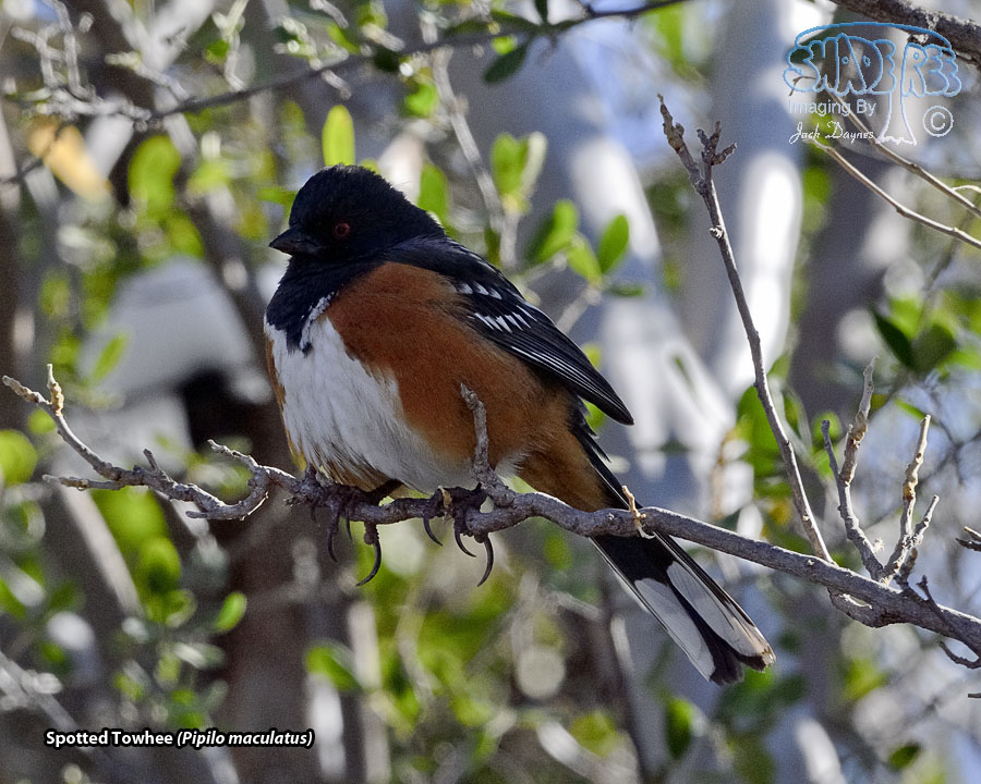 Spotted Towhee - Pipilo maculatus