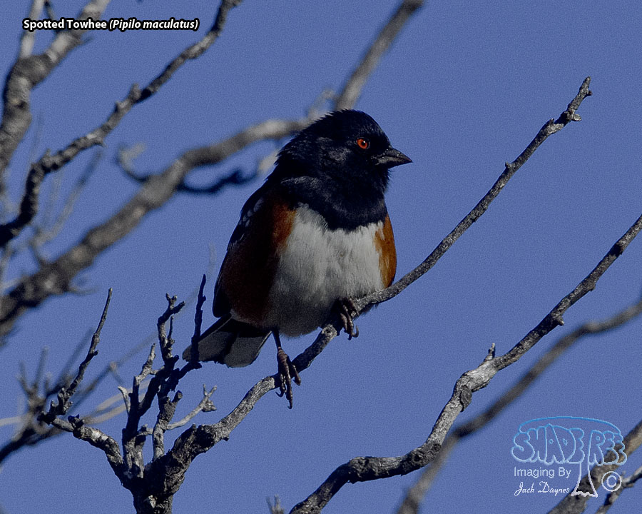 Spotted Towhee - Pipilo maculatus
