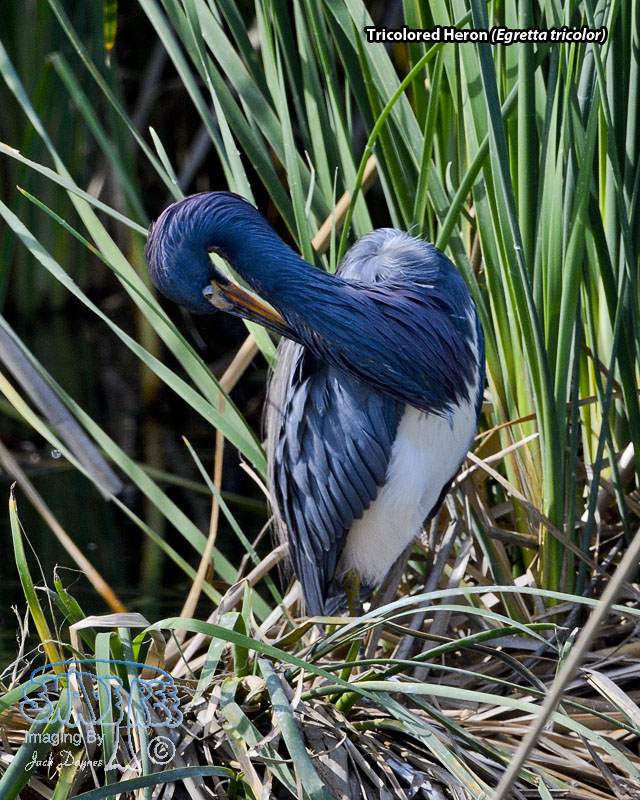 Tricolored Heron - Egretta tricolor