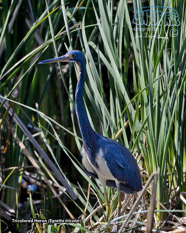 Tricolored Heron - Egretta tricolor