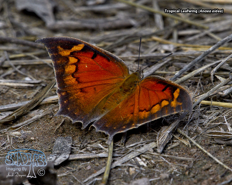 Tropical Leafwing - Anaea aidea