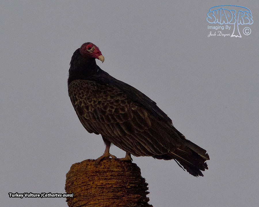 Turkey Vulture - Cathartes aura