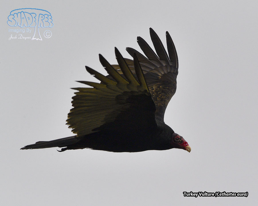 Turkey Vulture - Cathartes aura