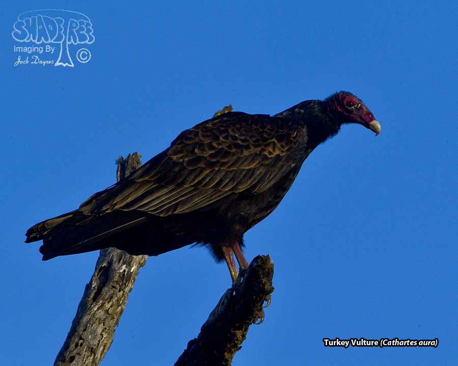 Turkey Vulture - Cathartes aura