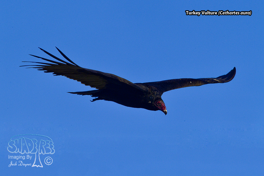 Turkey Vulture - Cathartes aura