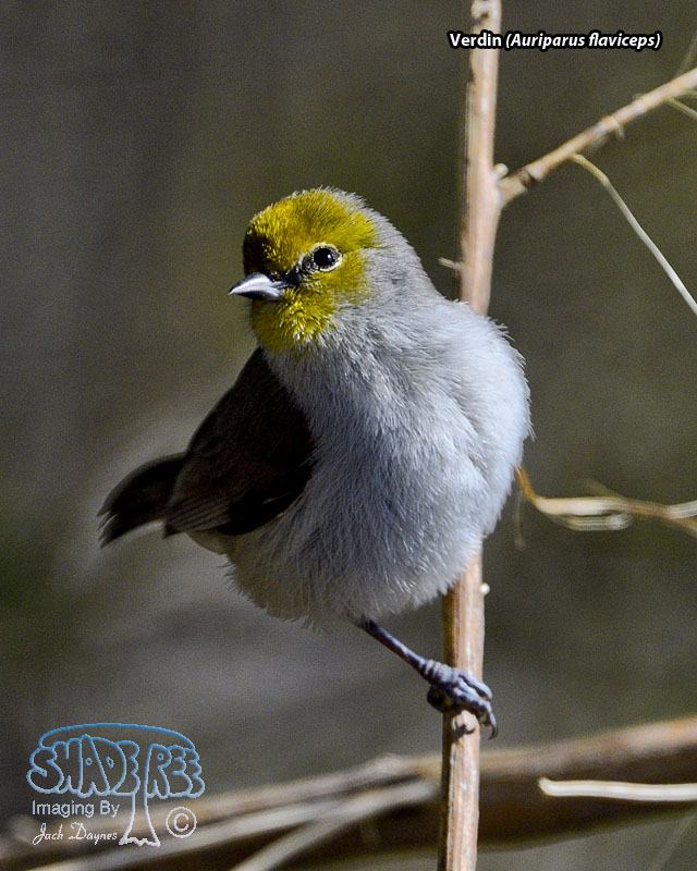 Verdin - Auriparus flaviceps