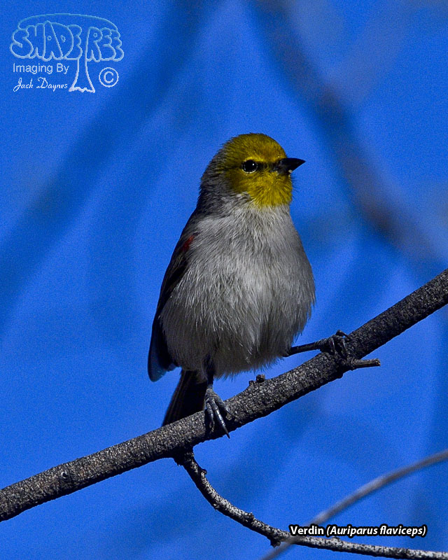 Verdin - Auriparus flaviceps