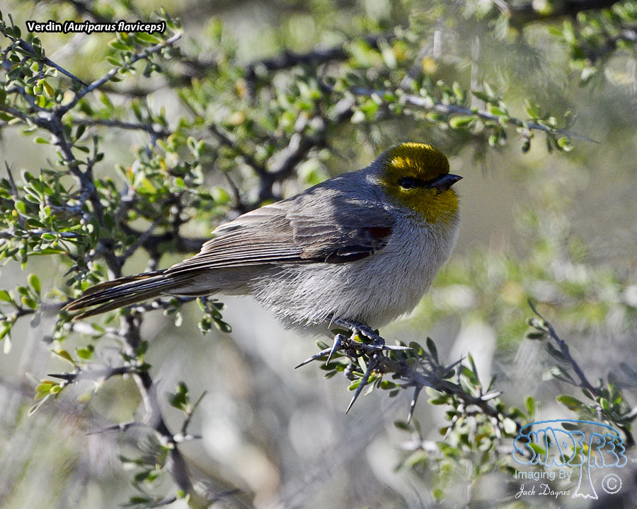 Verdin - Auriparus flaviceps