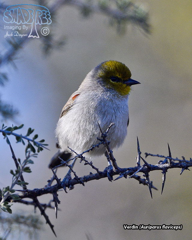 Verdin - Auriparus flaviceps