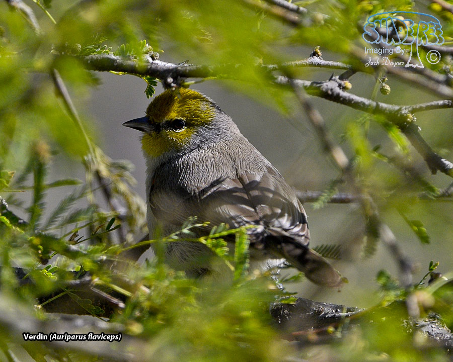 Verdin - Auriparus flaviceps