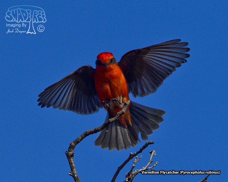 Vermilion Flycatcher - Pyrocephalus rubinus