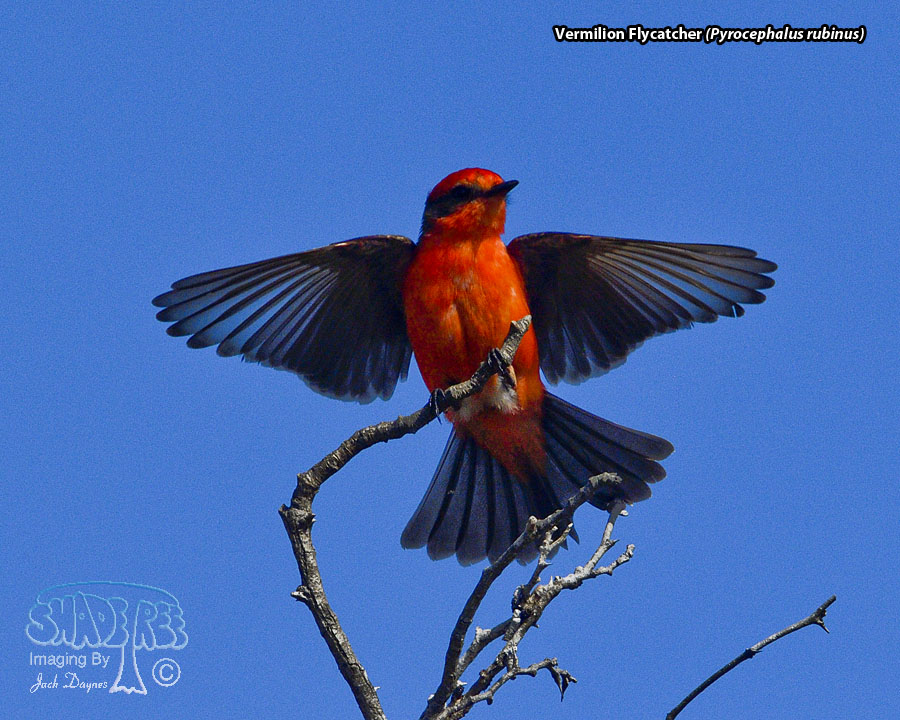Vermilion Flycatcher - Pyrocephalus rubinus