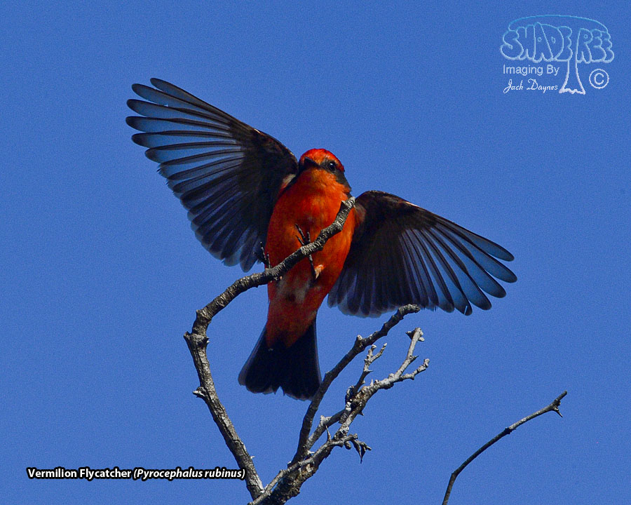 Vermilion Flycatcher - Pyrocephalus rubinus