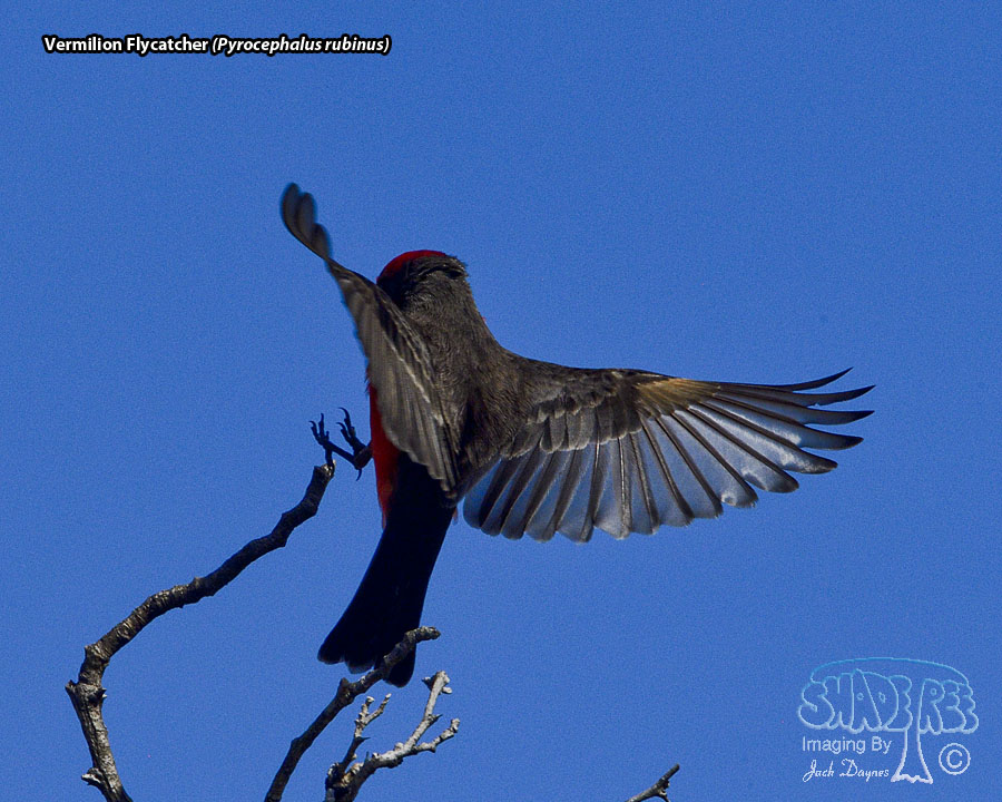 Vermilion Flycatcher - Pyrocephalus rubinus