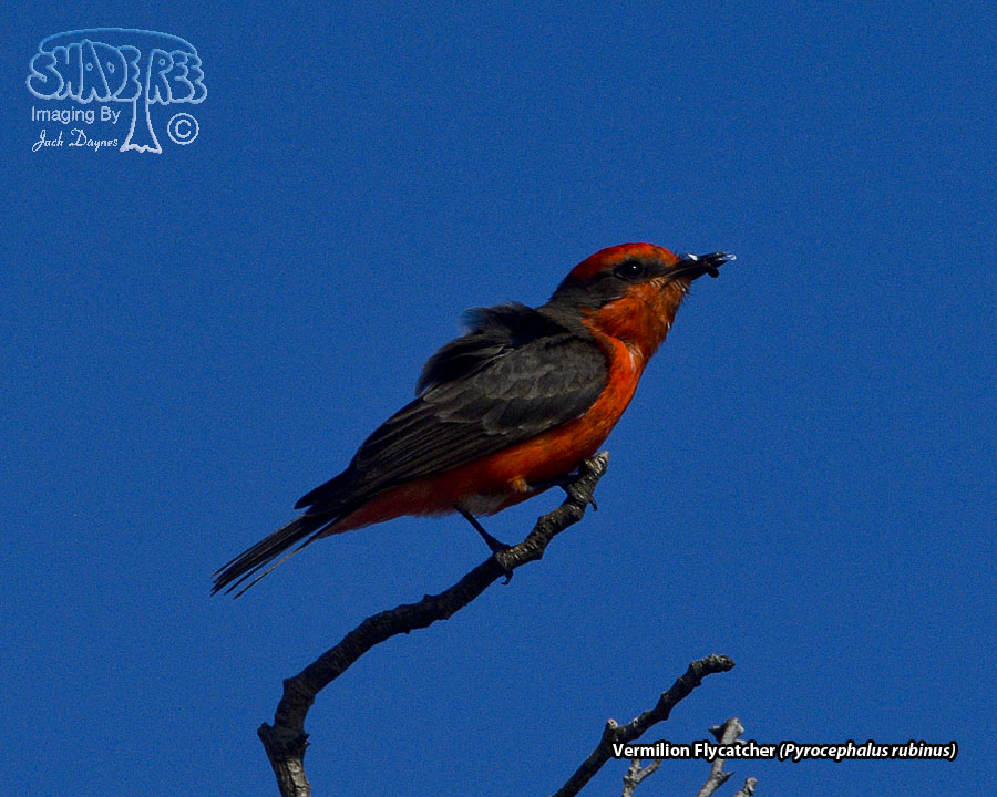 Vermilion Flycatcher - Pyrocephalus rubinus