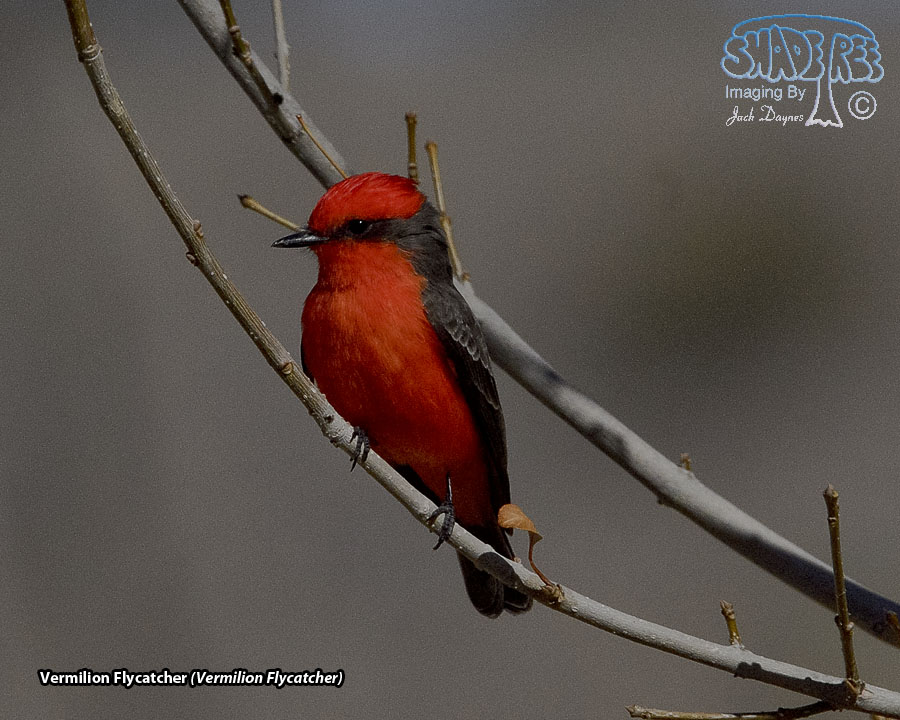 Vermilion Flycatcher - Pyrocephalus rubinus