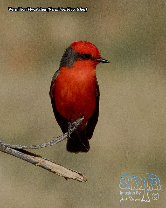Vermilion Flycatcher - Pyrocephalus rubinus