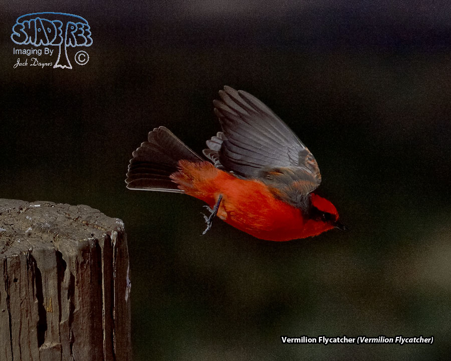 Vermilion Flycatcher - Pyrocephalus rubinus