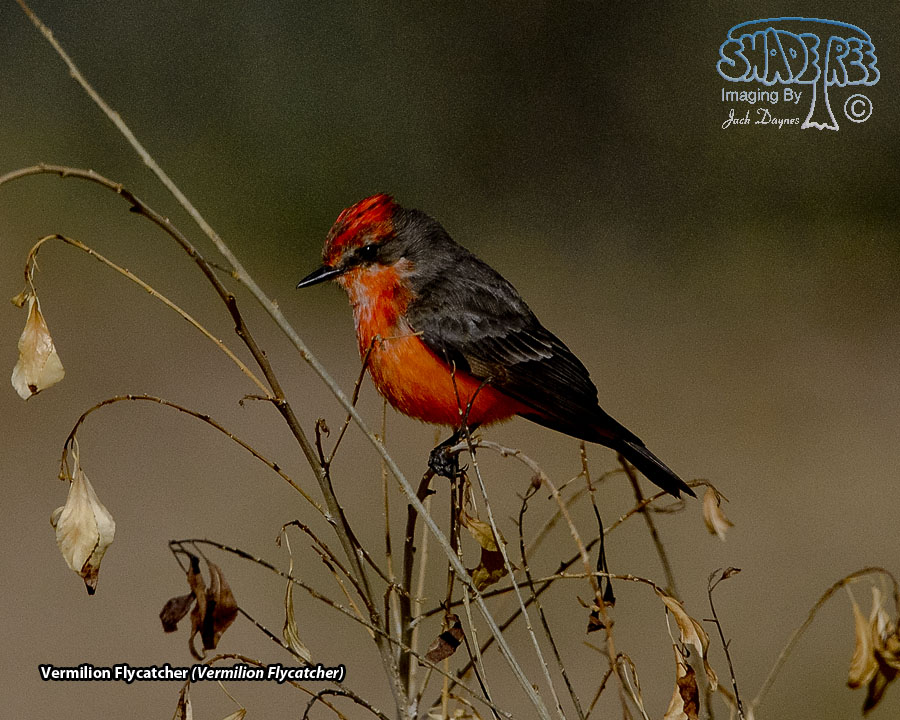 Vermilion Flycatcher - Pyrocephalus rubinus