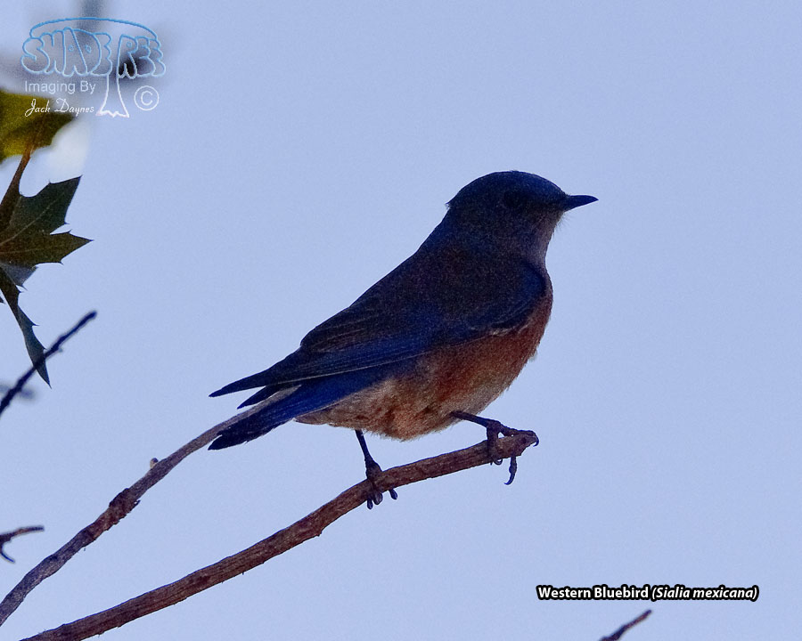 Western Bluebird - Sialia mexicana