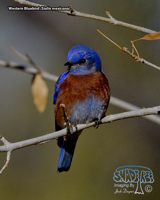 Western Bluebird - Sialia mexicana