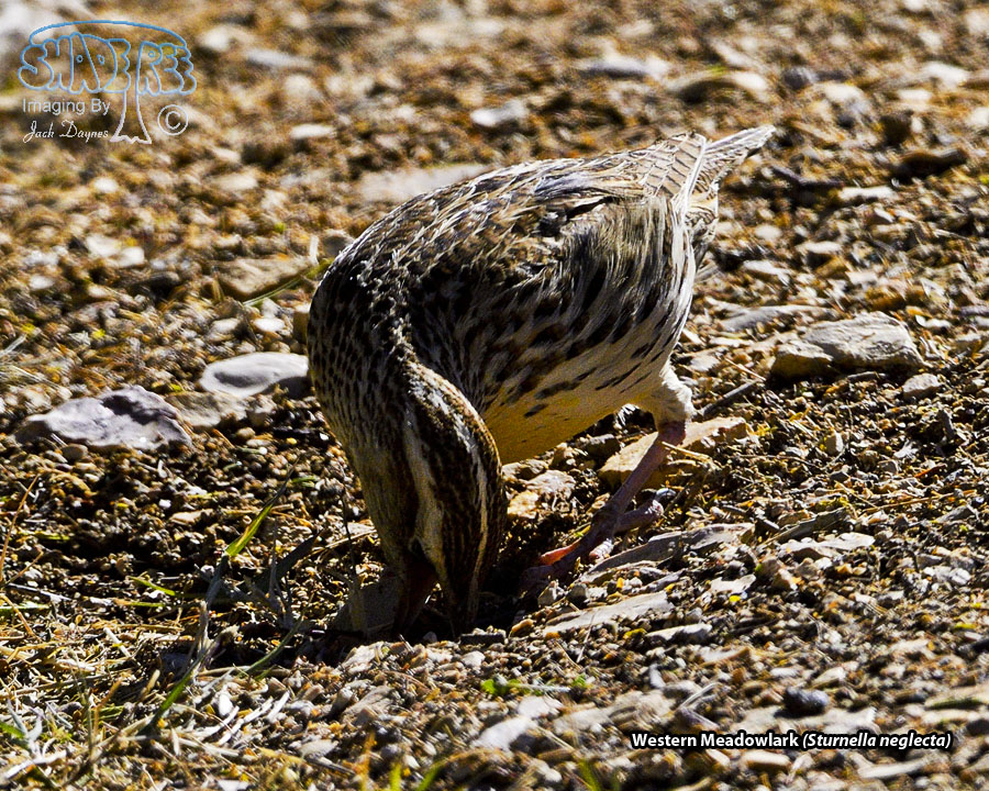 Western Meadowlark - Sturnella neglecta