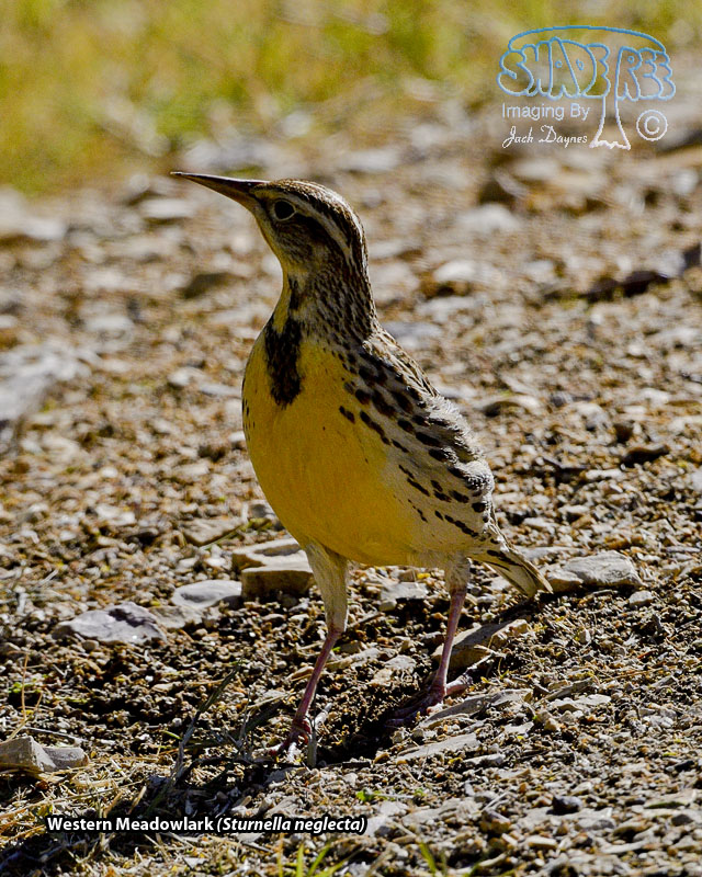 Western Meadowlark - Sturnella neglecta